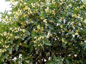 桂花