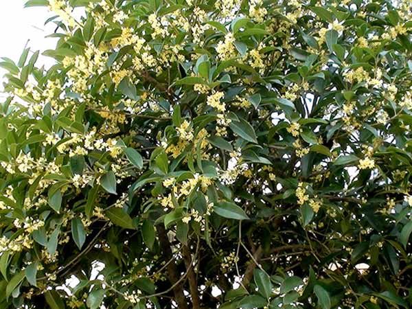 桂花