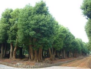 香樟