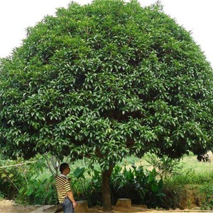 桂花价格