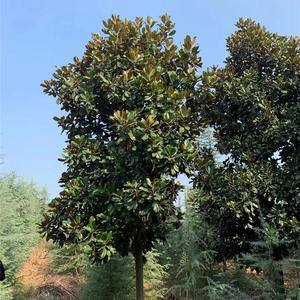 广玉兰价格
